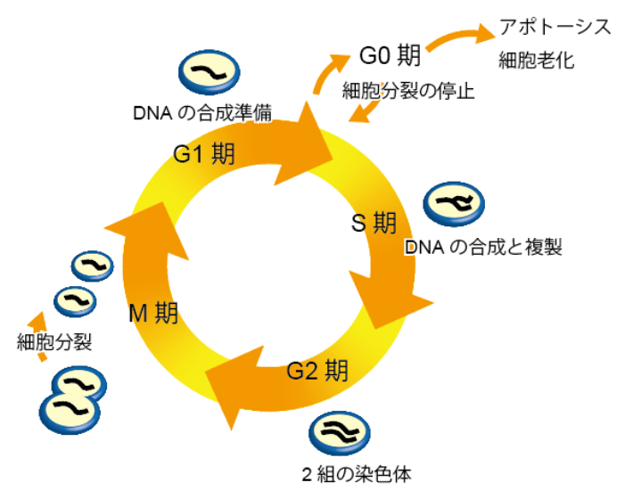 細胞周期測定用試薬 Deep Red Cell Cycle Assay Solution Deep Red 348 09591 詳細情報 ライフサイエンス 試薬 富士フイルム和光純薬