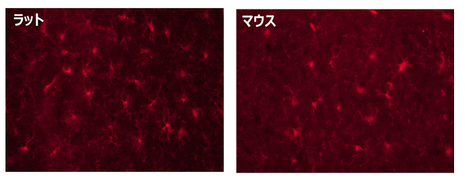 免疫組織化学使用例①サンプル：ラット(左)およびマウス(右)大脳皮質凍結切片