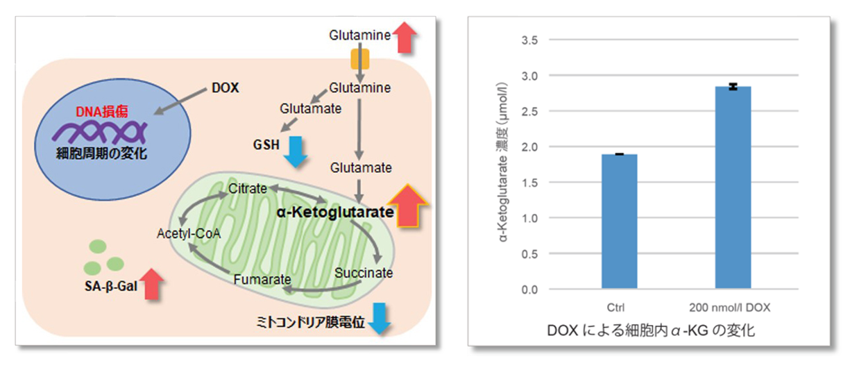 実験例：Doxorubicin（DOX）による細胞内代謝の変化
