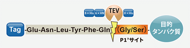 TEVプロテアーゼの切断箇所の概略図