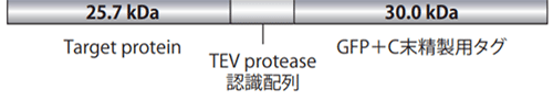 基質の構造