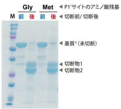 P1’サイトがグリシンまたはメチオニン残基の切断確認