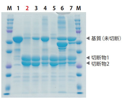 各社TEVプロテアーゼの切断効率の比較（Met基質）