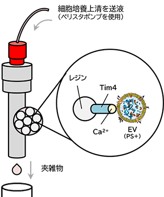 図1 MassivEV™ EV Purification Column PS (PSアフィニティー法)による細胞外小胞の単離・精製の原理