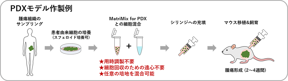 PDXモデル作製例