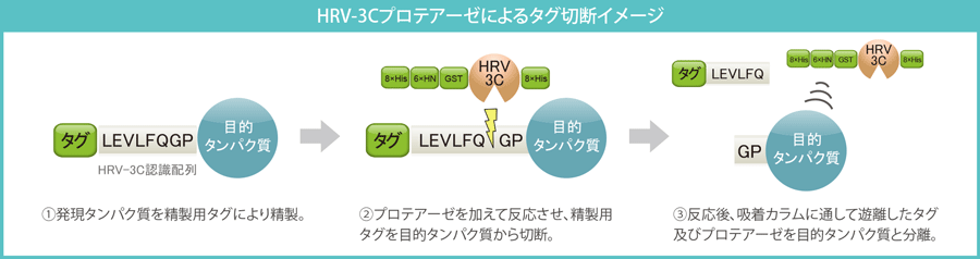 HRV-3Cプロテアーゼによるタグ切断イメージ