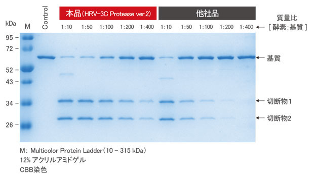 HRV-3Cプロテアーゼ切断効率の比較