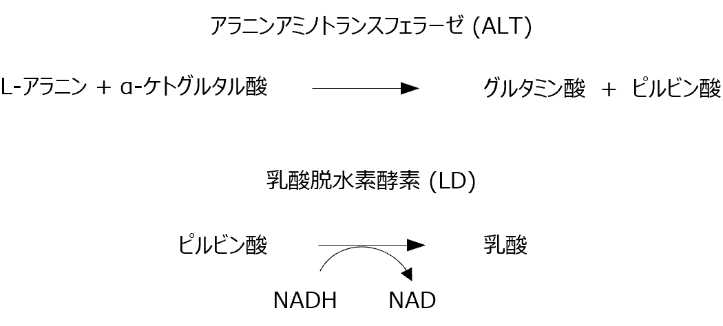ALT (GPT) の測定原理