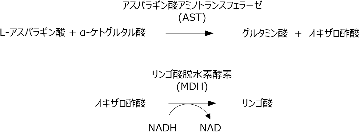 AST (GOT) の測定原理