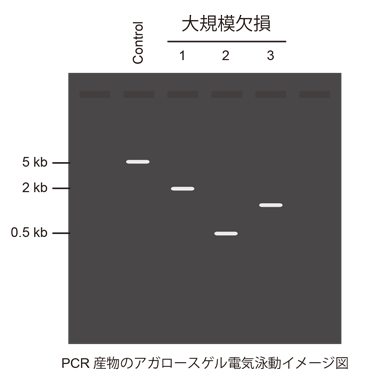 PRC産物のアガロースゲル電気泳動イメージ図