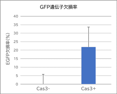 GFP遺伝子欠損率