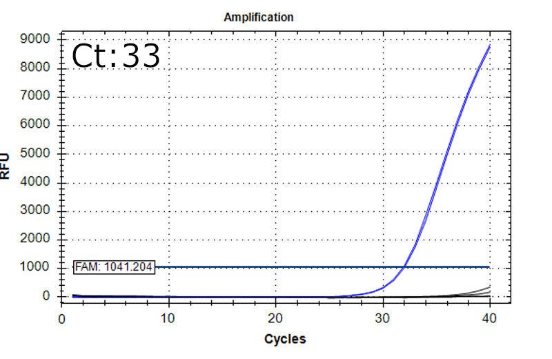 Clostridium sporogenes