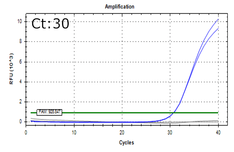 Staphylococcus aureus