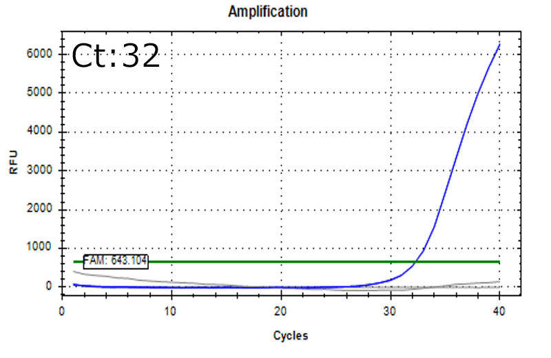 Clostridium sporogenes