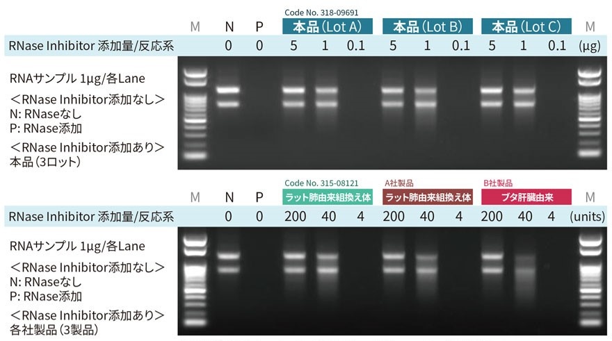RNase Inhibitor濃度とRNAサンプル分解の電気泳動