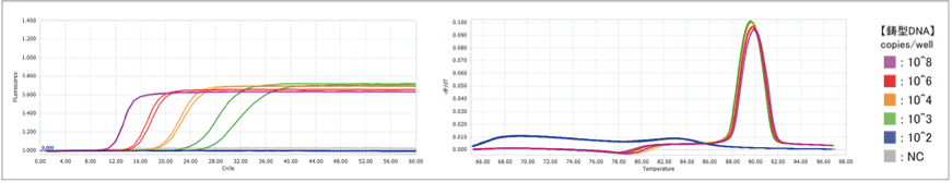 野生型 Bst polymerase (蛍光検出)