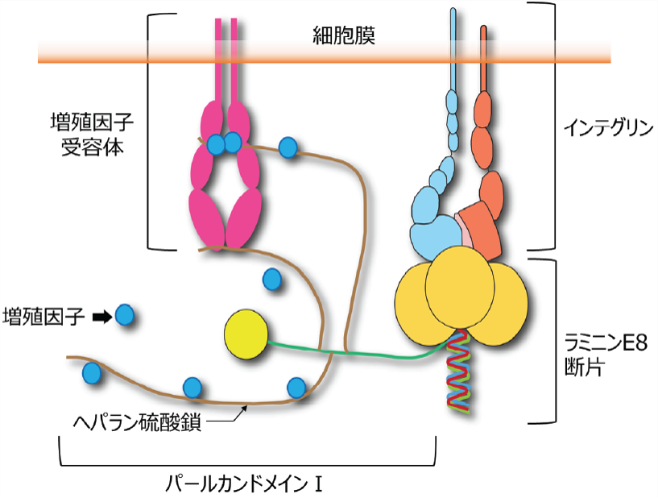 パールカン結合型ラミニンE8断片について