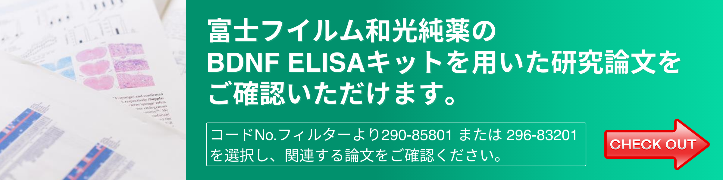 Mature BDNF ELISAキットワコー・Mature BDNF ELISA Kit Wako・296