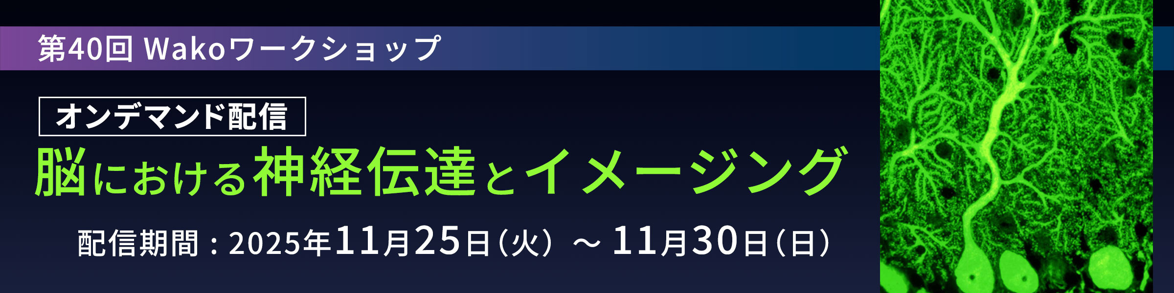 【オンデマンド配信】第40回 Wakoワークショップ 「脳における神経伝達とイメージング」