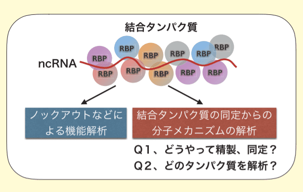図１． ncRNA の解析の方向性と問題点