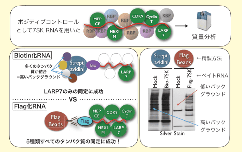 図２．7SK-RNA を例とした ncRNA 結合タンパク質の同定例