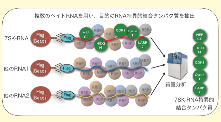 図３．比較による重要な RNA 結合タンパク質の同定