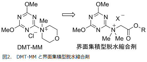 図2．DMT-MMと界面集積型脱水縮合剤