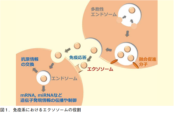 図1．免疫系におけるエクソソームの役割