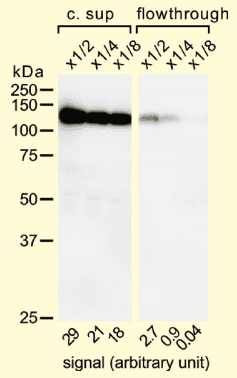 図２． 動物細胞発現系で発現させた PA タグを付加した蛋白質の結合量の評価