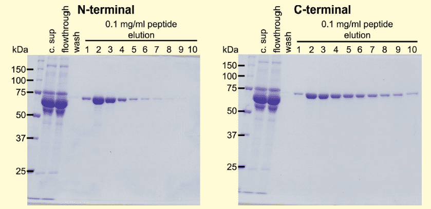 図３．PA タグを付加した血清蛋白質の HEK 細胞の発現上清からのアフィニティー精製