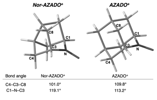 Figure 4. Calculated structures of Nor-AZADO+ and AZADO+.