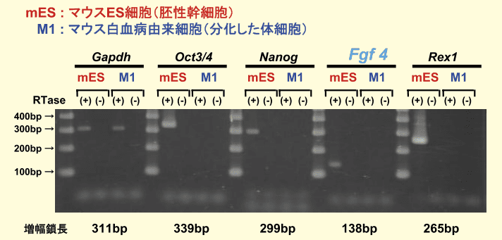 図２．幹細胞未分化マーカー発現量解析