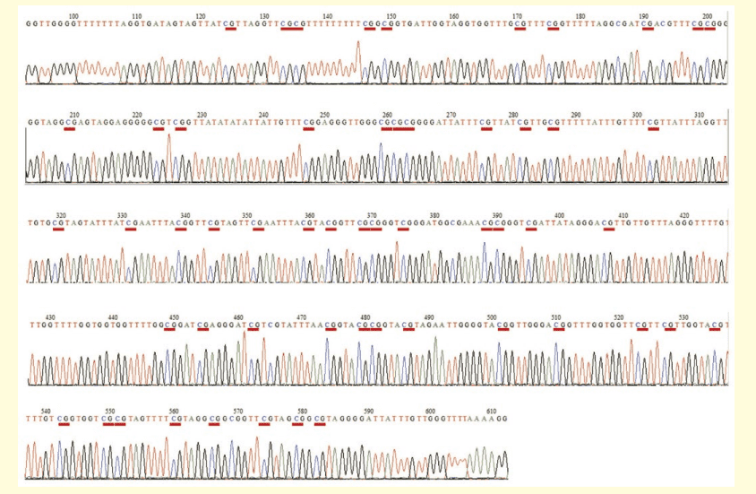 図３−２．マウス M1 細胞 PCR 増幅産物塩基配列解読結果