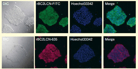 図1．rBC2LCN-FITC、rBC2LCN-635を用いたヒトiPS細胞の生細胞染色