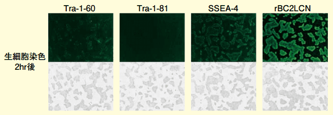 図2．rBC2LCN-FITCを用いたヒトiPS細胞の生細胞染色