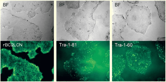 図2．rBC2LCN-FITCを用いたヒトiPS細胞の生細胞染色