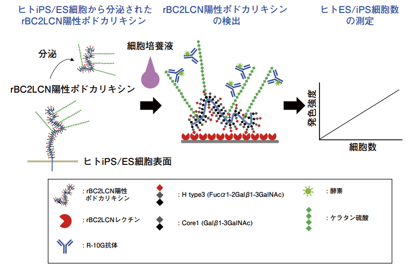 図１．GlycoStem-HP法（ヒトES/iPS細胞モニタリングキット）の概要