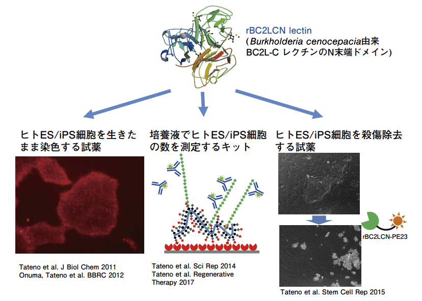 図４．rBC2LCN レクチンを用いたヒト ES/iPS 細胞の染色、検出、除去技術の開発