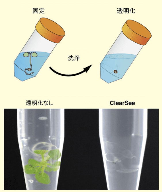 図４．ClearSee による植物透明化の手順