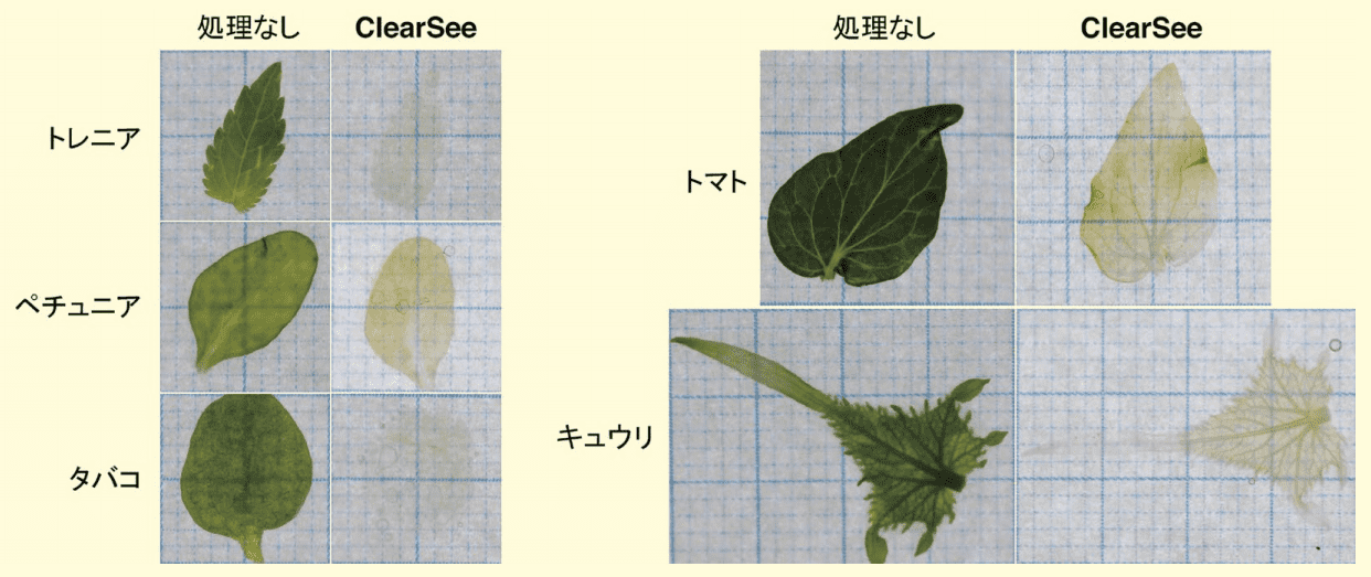 図５．ClearSee で６日間処理した各植物の葉