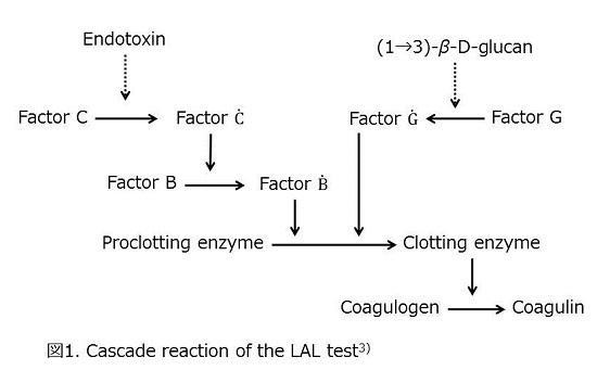 図1．Cascade reaction of the LAL test