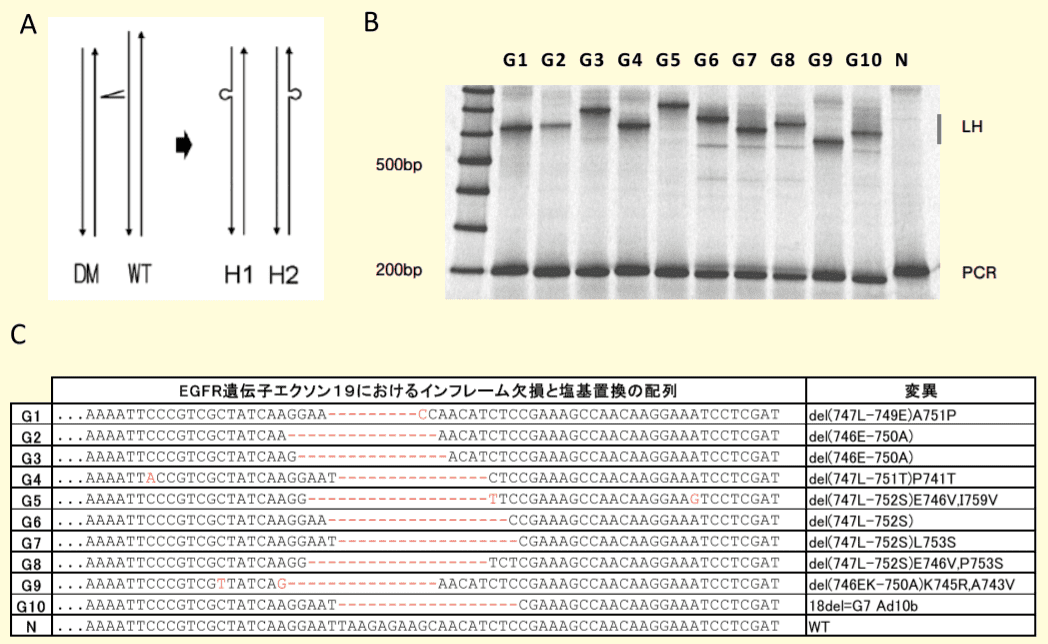 図1．EGFR遺伝子エクソン19で発生するインフレーム欠損変異とその野生型のPCR産物間で形成されるループハイブリッドの電気泳動による検出