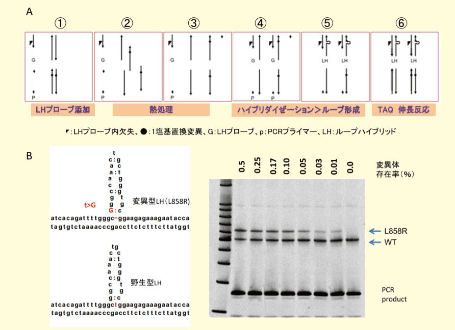 図2．EGFR遺伝子エクソン21での一塩基置換変異L858RのLHによる検出法