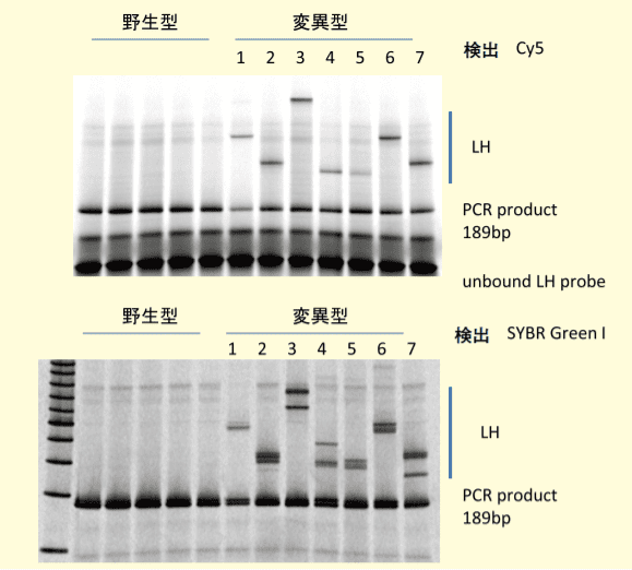 図3．EGFR遺伝子エクソン20における挿入変異の蛍光LHプローブによる検出