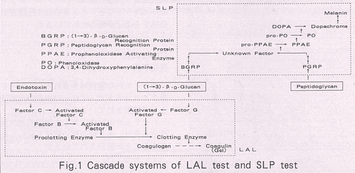 Fig.1 Cascade systems of LAL test and SLP test