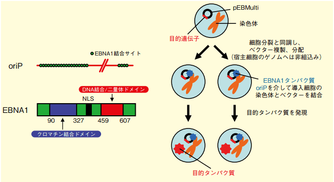 図2．pEBMultiベクターのプラスミド複製及びタンパク質発現機構