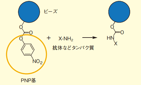 図１．ビーズ表面PNP（p-ニトロフェニルオキシカルボニル）基とアミノ基の反応