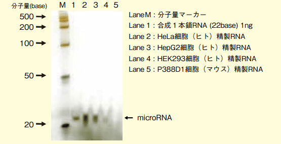 図３．抗体固定化ビーズのRNA免疫沈降法への応用