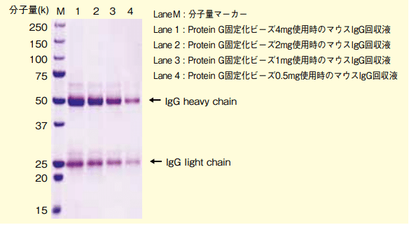 図４．抗体以外のタンパク質の固定化