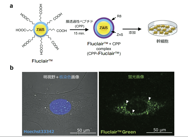 図２．Fluclair 量子ドットの細胞導入方法と Fluclair 標識 ASCs 蛍光画像